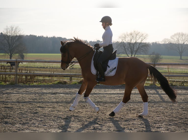 Poney de selle allemand Hongre 8 Ans 153 cm  in Wedemark