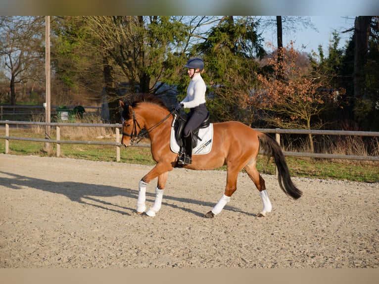 Poney de selle allemand Hongre 8 Ans 153 cm  in Wedemark