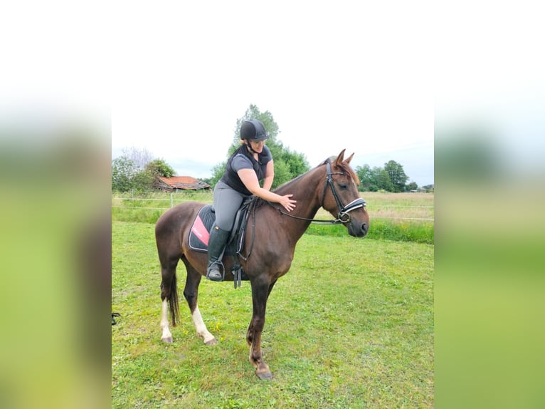Poney de selle allemand Hongre 8 Ans 154 cm Alezan brûlé in Verl