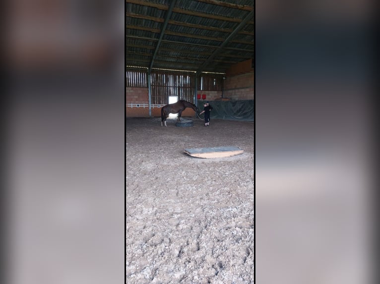 Poney de selle allemand Hongre 8 Ans 154 cm Alezan brûlé in Verl