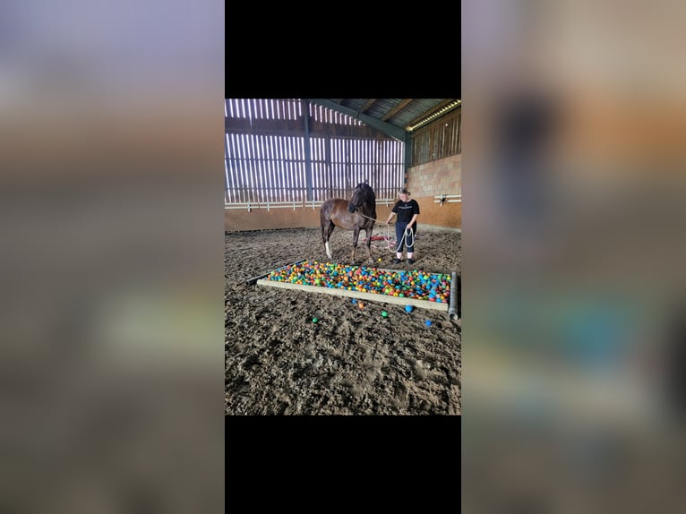 Poney de selle allemand Hongre 8 Ans 154 cm Alezan brûlé in Verl