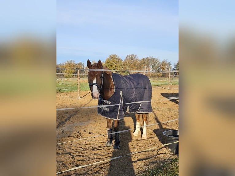 Poney de selle allemand Hongre 8 Ans 156 cm Alezan brûlé in Löbnitz