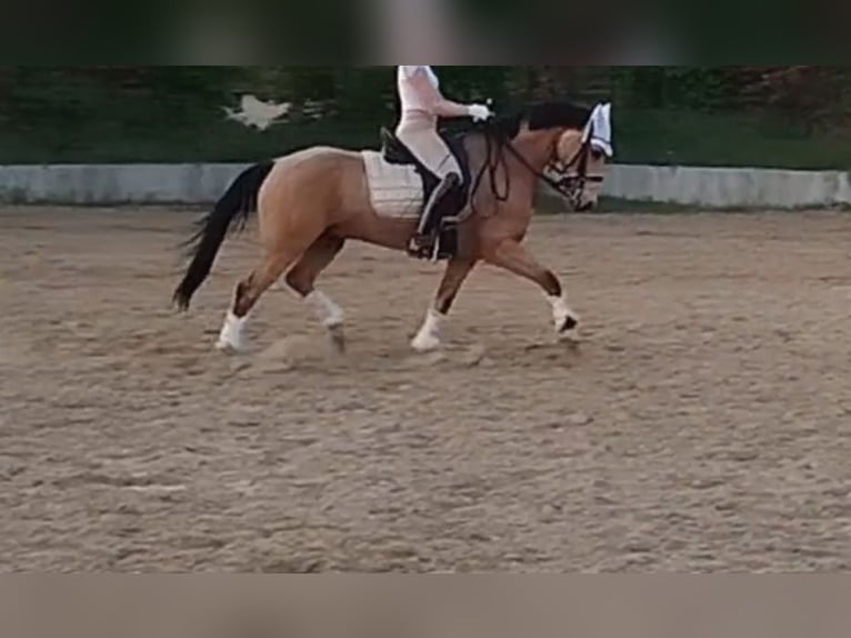 Poney de selle allemand Hongre 8 Ans Buckskin in Essen