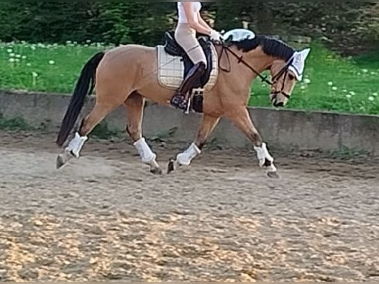 Poney de selle allemand Hongre 8 Ans Buckskin in Essen