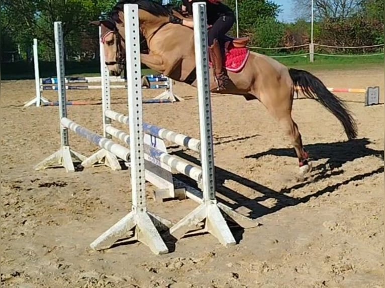 Poney de selle allemand Hongre 8 Ans Buckskin in Essen