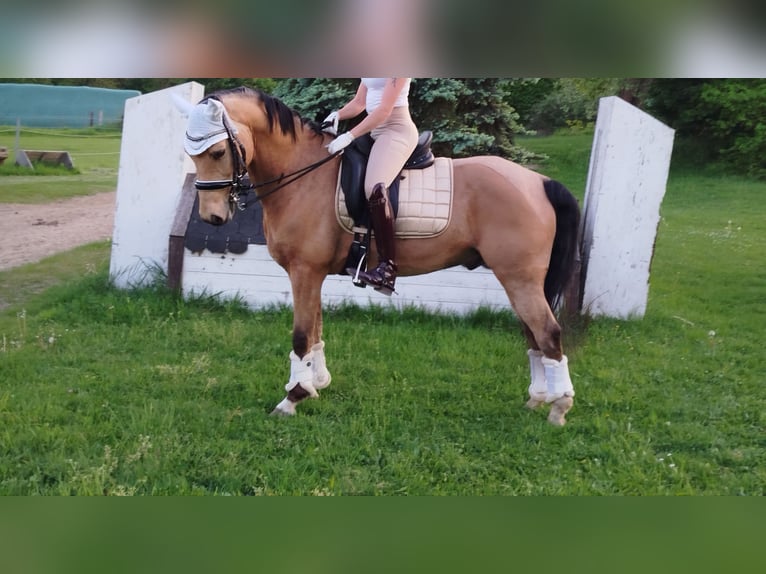 Poney de selle allemand Hongre 8 Ans Buckskin in Essen