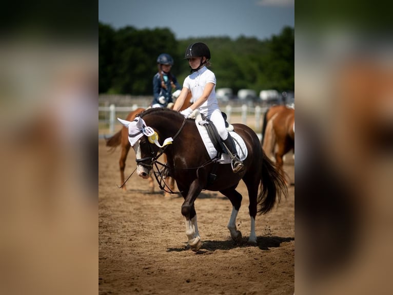 Poney de selle allemand Hongre 9 Ans 134 cm Alezan brûlé in Gro&#xDF;hansdorf