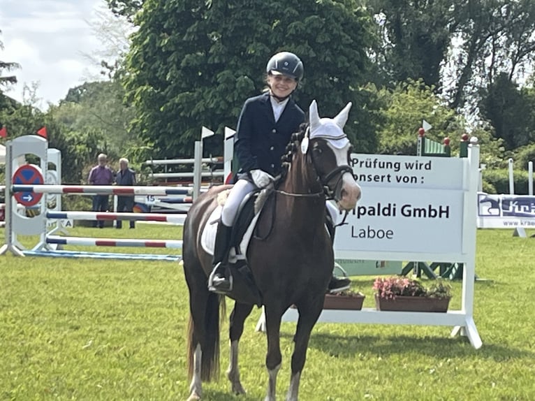 Poney de selle allemand Hongre 9 Ans 134 cm Alezan brûlé in Gro&#xDF;hansdorf