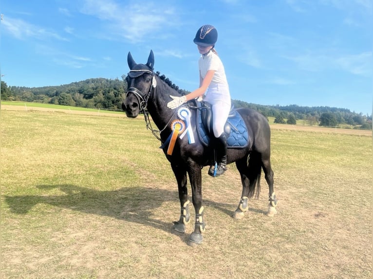 Poney de selle allemand Croisé Hongre 9 Ans 135 cm Noir in Bodenwerder