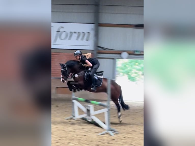 Poney de selle allemand Croisé Hongre 9 Ans 137 cm Bai in Salzbergen