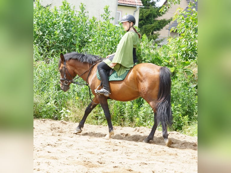 Poney de selle allemand Croisé Hongre 9 Ans 141 cm Bai in Colditz