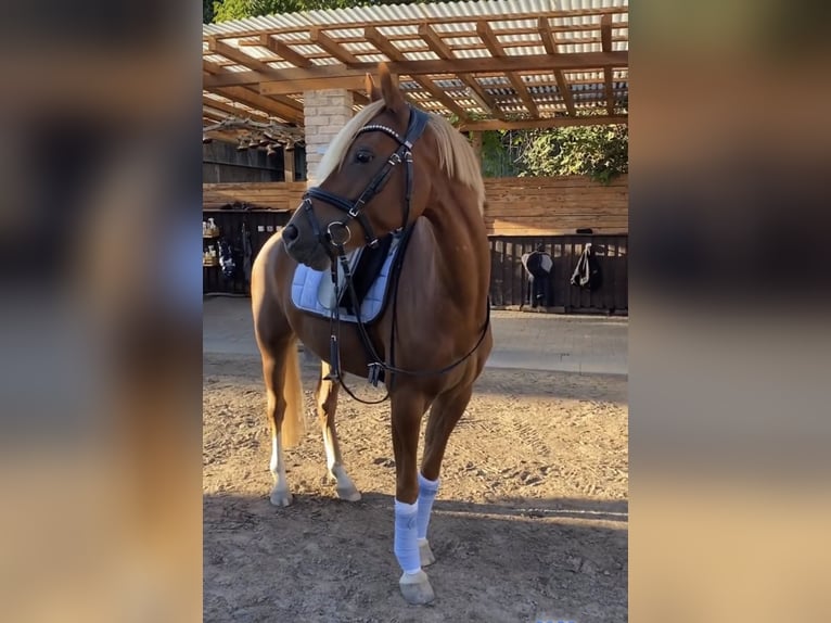 Poney de selle allemand Hongre 9 Ans 145 cm Alezan in Darmstadt