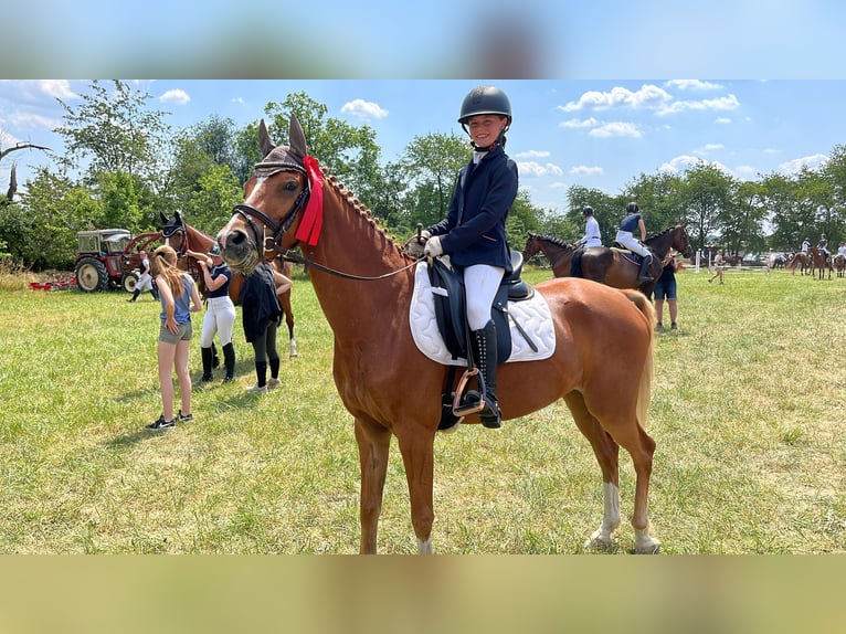 Poney de selle allemand Hongre 9 Ans 145 cm Alezan in Darmstadt
