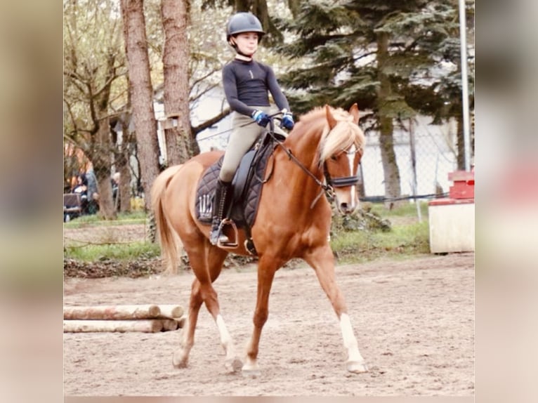 Poney de selle allemand Hongre 9 Ans 145 cm Alezan in Darmstadt