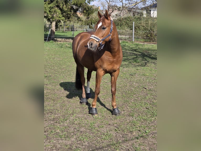 Poney de selle allemand Hongre 9 Ans 145 cm Alezan in Welsleben