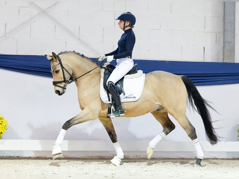 Poney de selle allemand Hongre 9 Ans 145 cm Isabelle in Marsberg