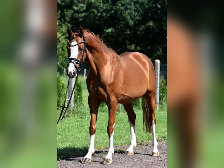 Poney de selle allemand Hongre 9 Ans 146 cm Alezan in Kamern
