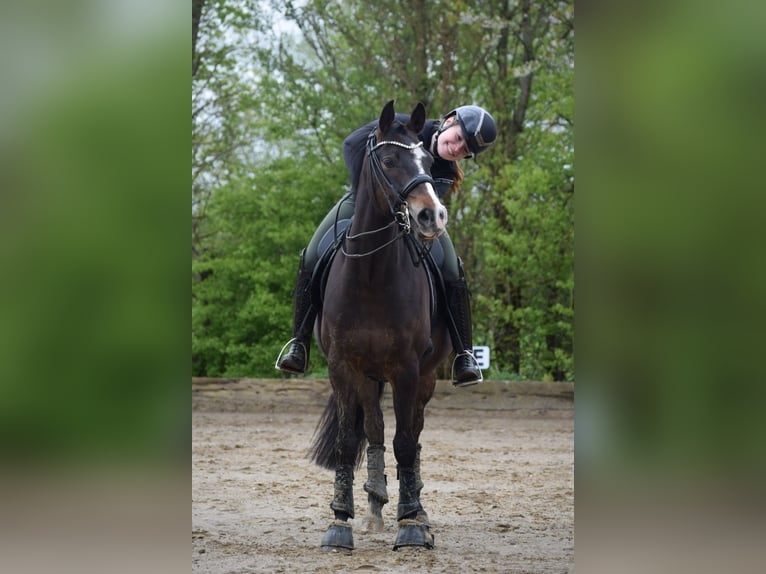Poney de selle allemand Hongre 9 Ans 146 cm  in Brietlingen