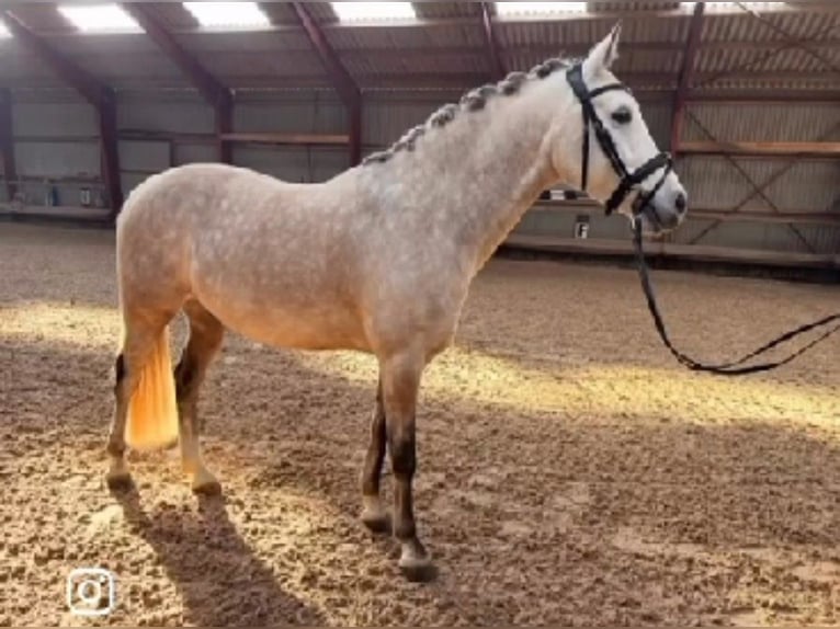 Poney de selle allemand Hongre 9 Ans 146 cm Gris (bai-dun) in Großheide Westerende