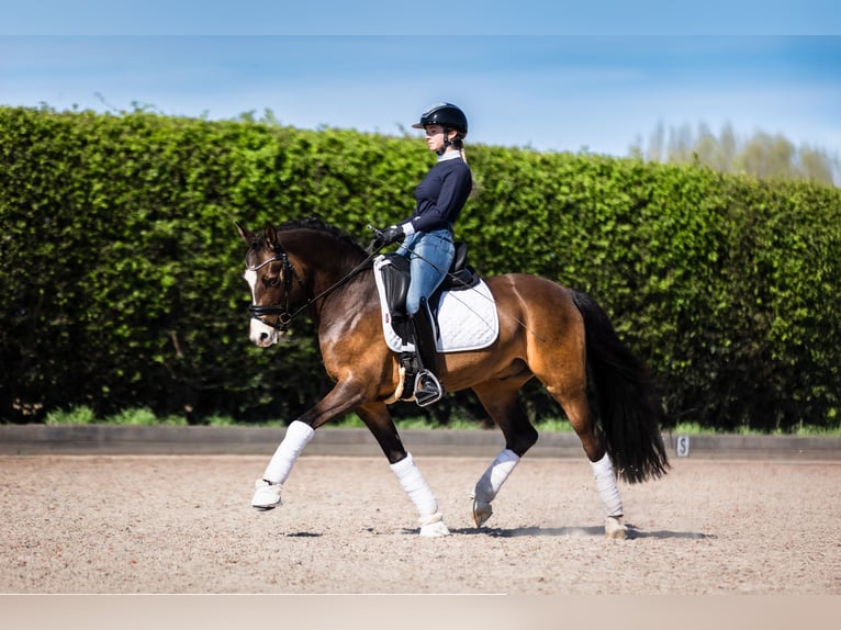 Poney de selle allemand Hongre 9 Ans 146 cm Isabelle in Gent