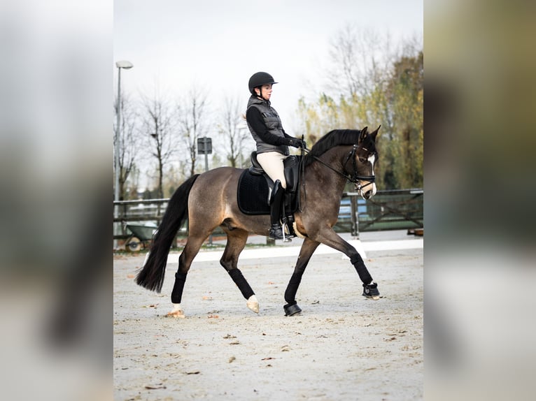 Poney de selle allemand Hongre 9 Ans 146 cm Isabelle in Gent