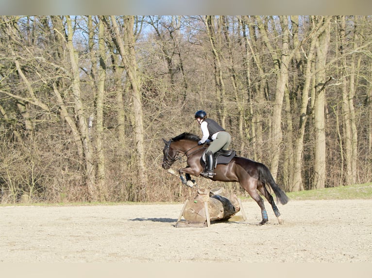 Poney de selle allemand Hongre 9 Ans 146 cm Noir in Schwerte