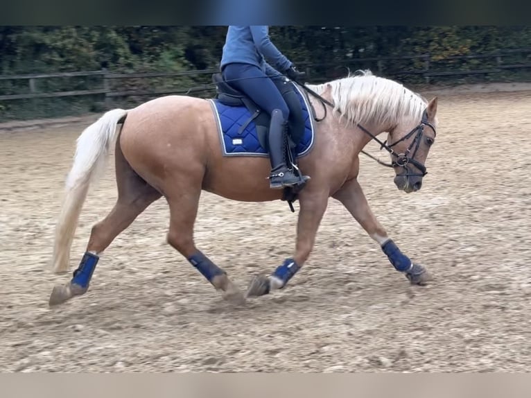 Poney de selle allemand Hongre 9 Ans 146 cm Palomino in Jüchen