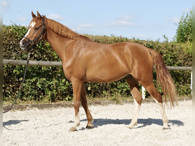 Poney de selle allemand Hongre 9 Ans 147 cm Alezan in Neustadt (Wied)