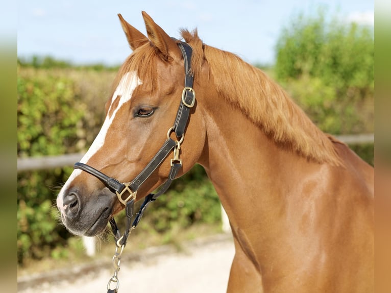 Poney de selle allemand Hongre 9 Ans 147 cm Alezan in Neustadt (Wied)