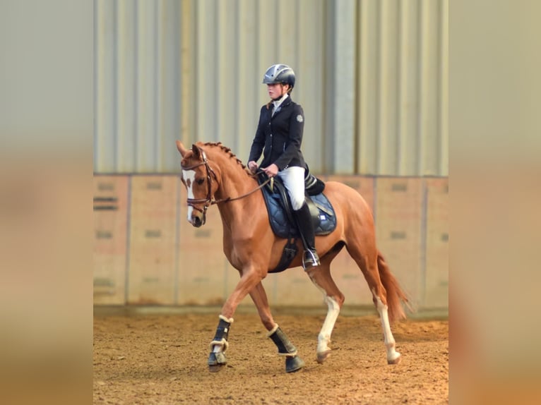 Poney de selle allemand Hongre 9 Ans 147 cm Alezan in Neustadt (Wied)