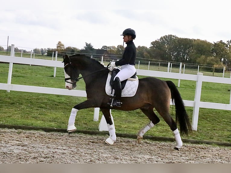 Poney de selle allemand Hongre 9 Ans 147 cm Bai in Recke, bei Osnabrück
