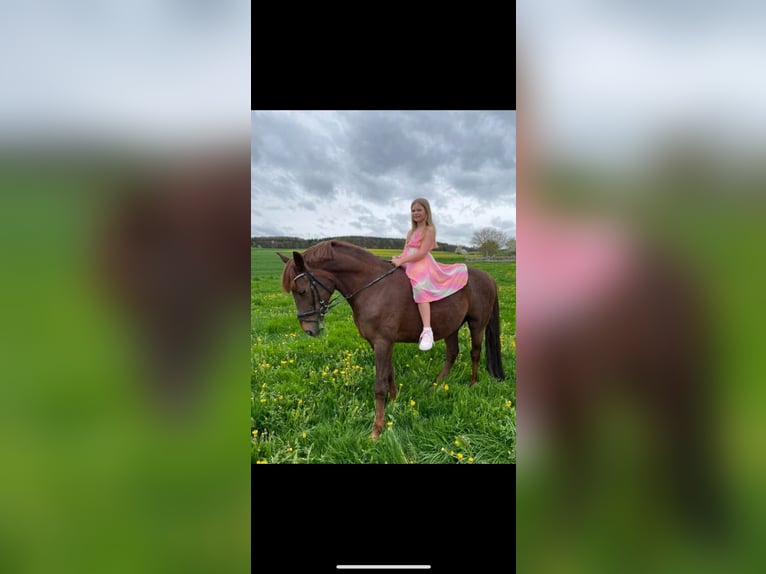 Poney de selle allemand Hongre 9 Ans 148 cm Alezan brûlé in Habichtswald