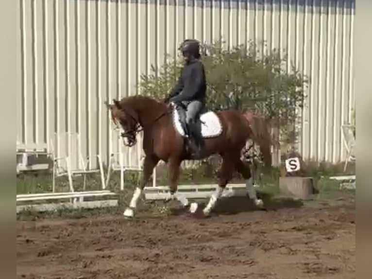 Poney de selle allemand Hongre 9 Ans 148 cm Alezan in Bad Schönborn