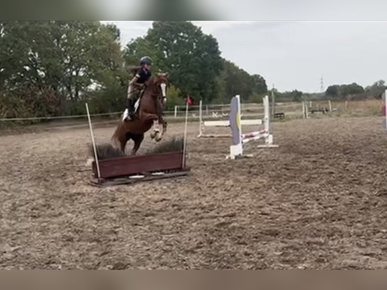 Poney de selle allemand Hongre 9 Ans 148 cm Alezan in Bad Schönborn