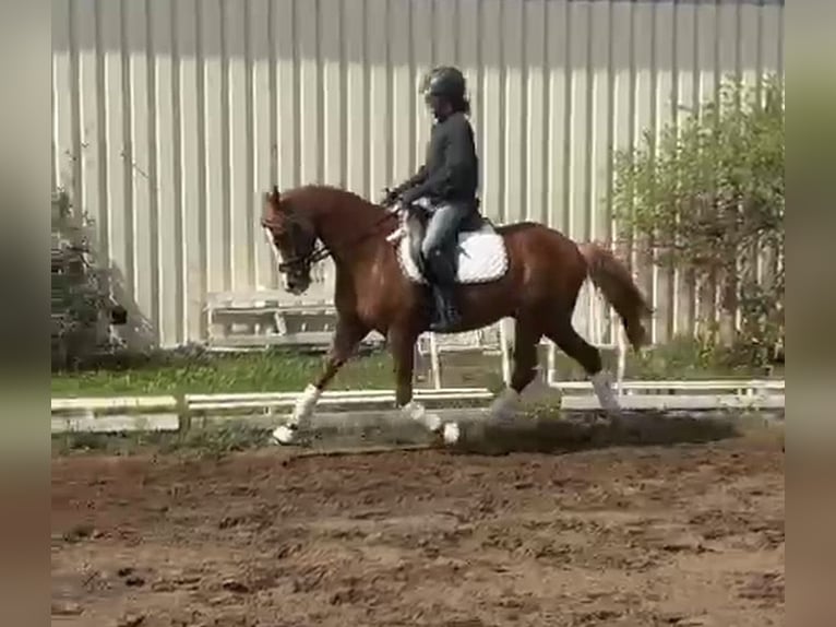 Poney de selle allemand Hongre 9 Ans 148 cm Alezan in Bad Schönborn