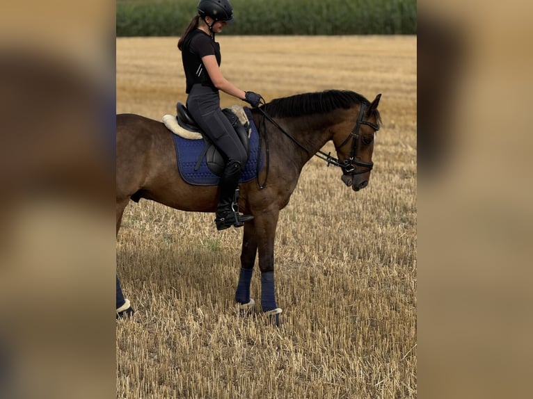 Poney de selle allemand Hongre 9 Ans 148 cm Bai brun in M&#xFC;nster