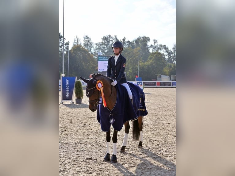 Poney de selle allemand Hongre 9 Ans 148 cm Bai brun in Schwabm&#xFC;nchen
