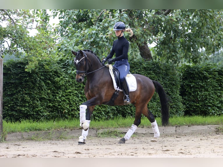 Poney de selle allemand Hongre 9 Ans 148 cm Bai in Hörstel