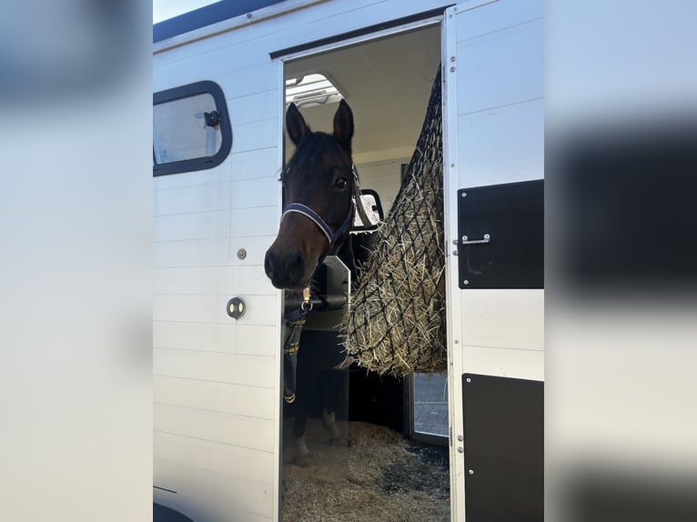 Poney de selle allemand Hongre 9 Ans 148 cm Bai in Tangstedt