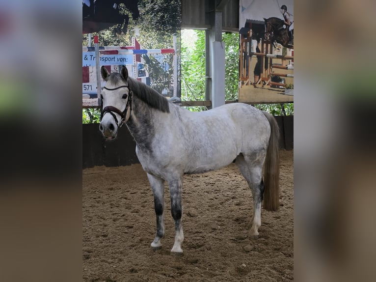 Poney de selle allemand Hongre 9 Ans 148 cm Gris in Bissendorf