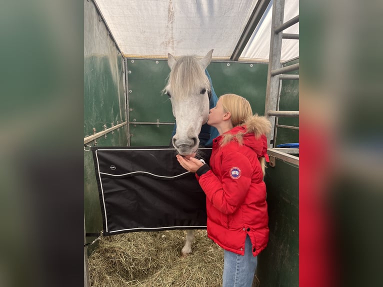 Poney de selle allemand Hongre 9 Ans 148 cm Gris in Rodewald