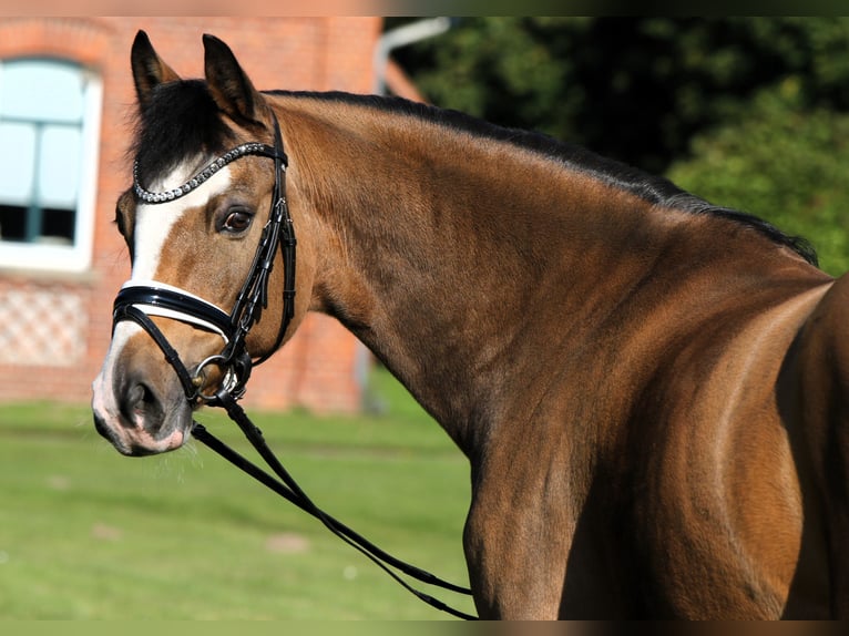Poney de selle allemand Hongre 9 Ans 148 cm Isabelle in Rehburg-Loccum Münchehagen
