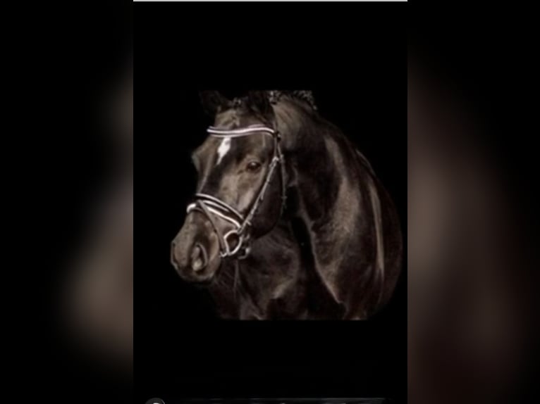 Poney de selle allemand Hongre 9 Ans 148 cm Noir in Meppen