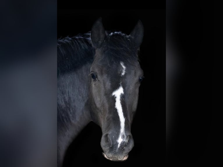 Poney de selle allemand Hongre 9 Ans 148 cm Noir in Freiberg am Neckar