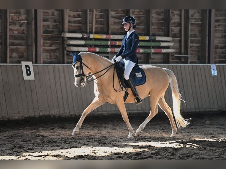 Poney de selle allemand Hongre 9 Ans 148 cm Palomino in Auengrund