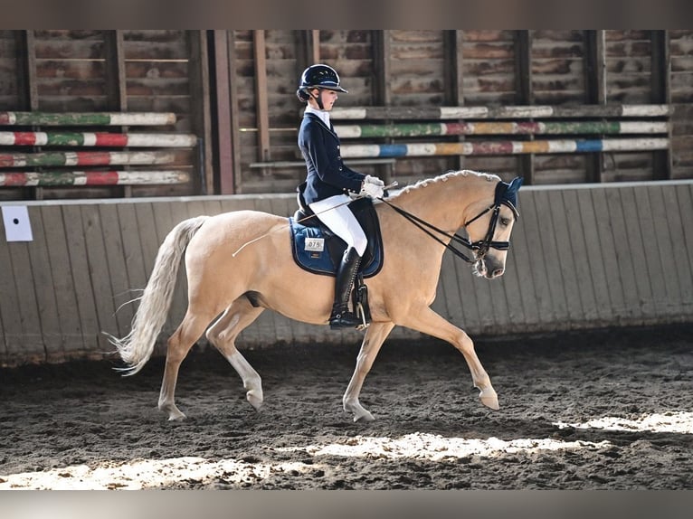 Poney de selle allemand Hongre 9 Ans 148 cm Palomino in Auengrund