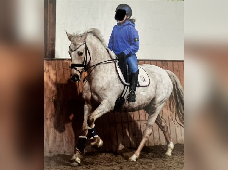Poney de selle allemand Hongre 9 Ans 148 cm Palomino in Ottersberg