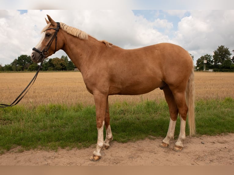 Poney de selle allemand Hongre 9 Ans 148 cm Palomino in Rees