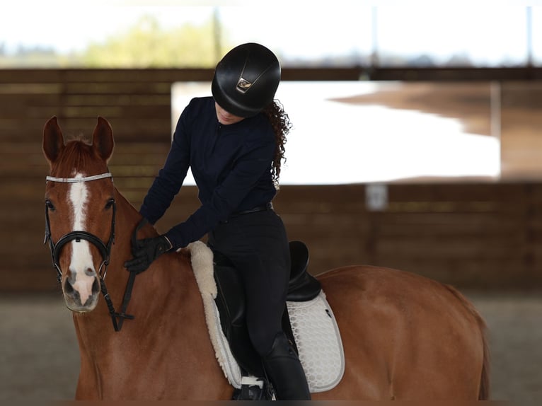 Poney de selle allemand Hongre 9 Ans 149 cm Alezan in La Chapelle-sur-Erdre