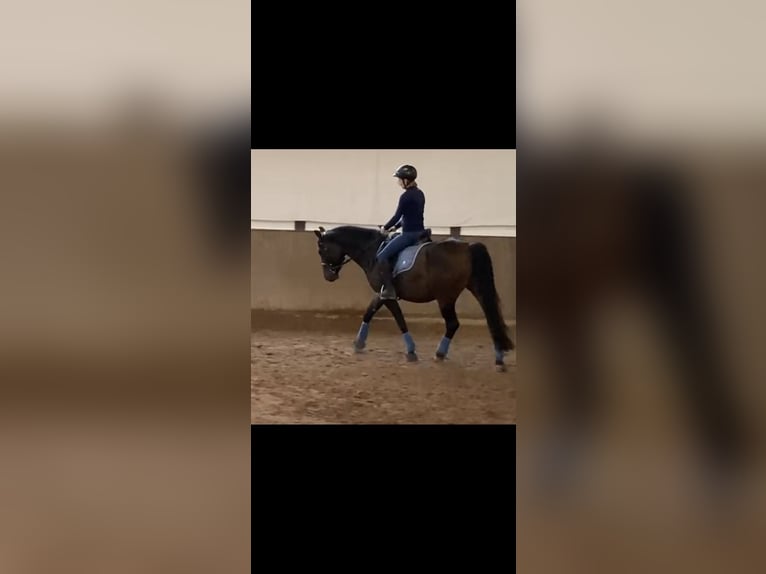 Poney de selle allemand Croisé Hongre 9 Ans 149 cm Bai brun in Rehlingen-Siersburg